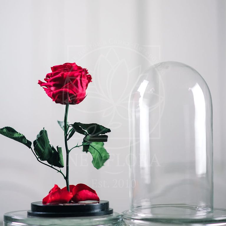 Роза красная в колбе с ароматом (Premium)