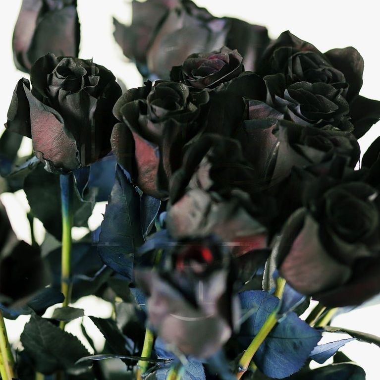 Букет 25 черных роз купить с доставкой в СПб