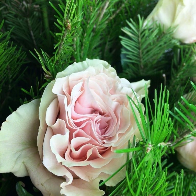 Букет 21 бело-розовая роза с лапником пихты