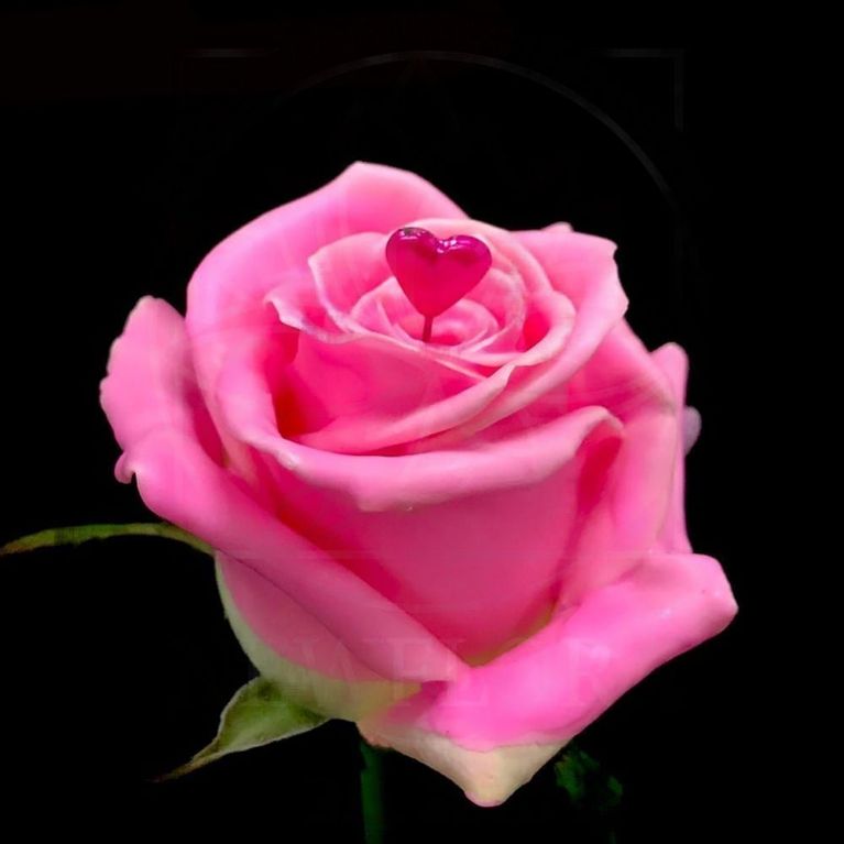 Роза натуральная восковая сердечко #1