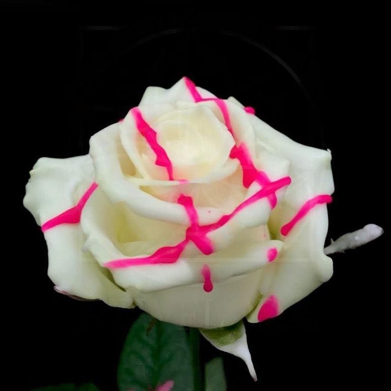 Роза натуральная восковая десерт #8