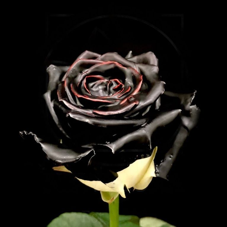 Роза натуральная восковая черная