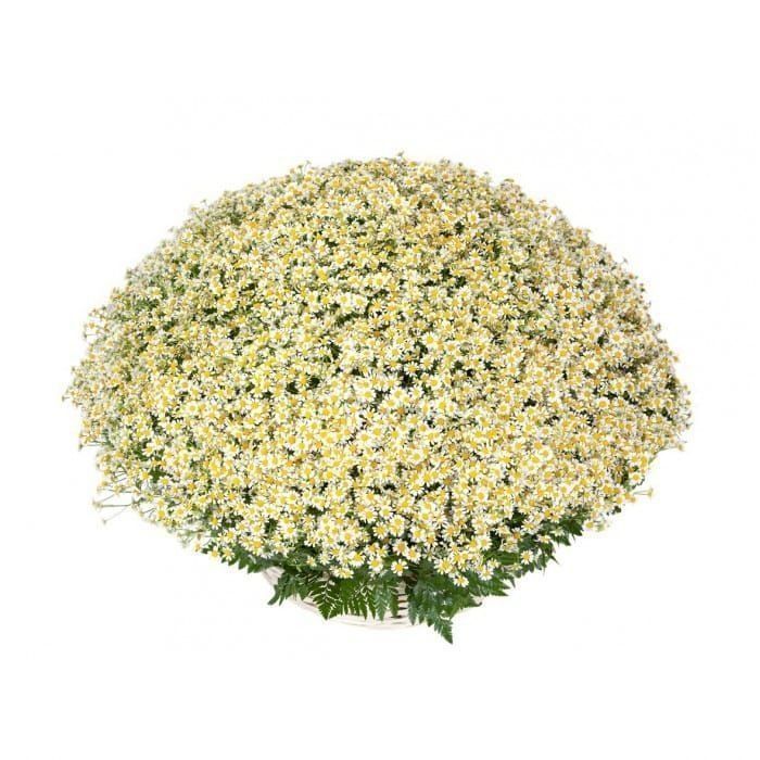 Большая корзина цветов 301 кустовая ромашка с папоротником