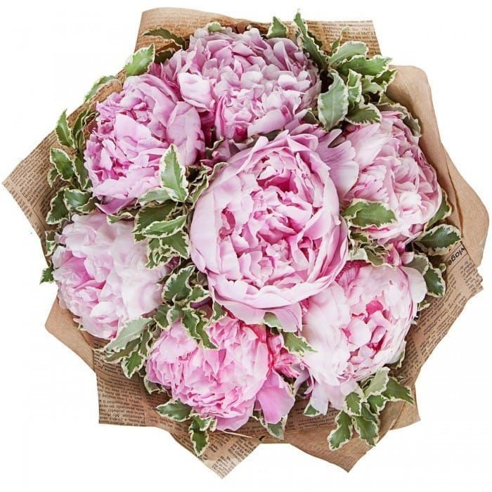 Букет 7 открытых розовых пионов с зеленью в крафт бумаге