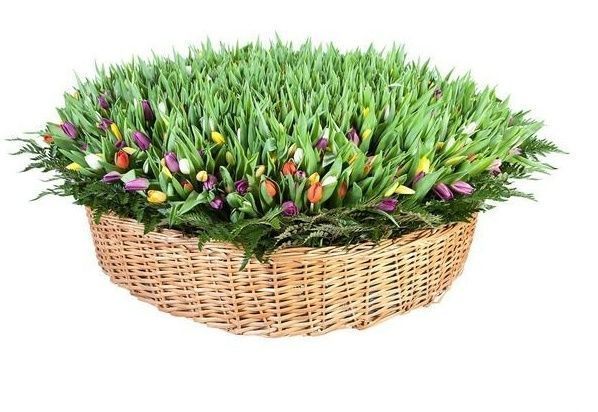 Огромная корзина цветов 1001 тюльпан