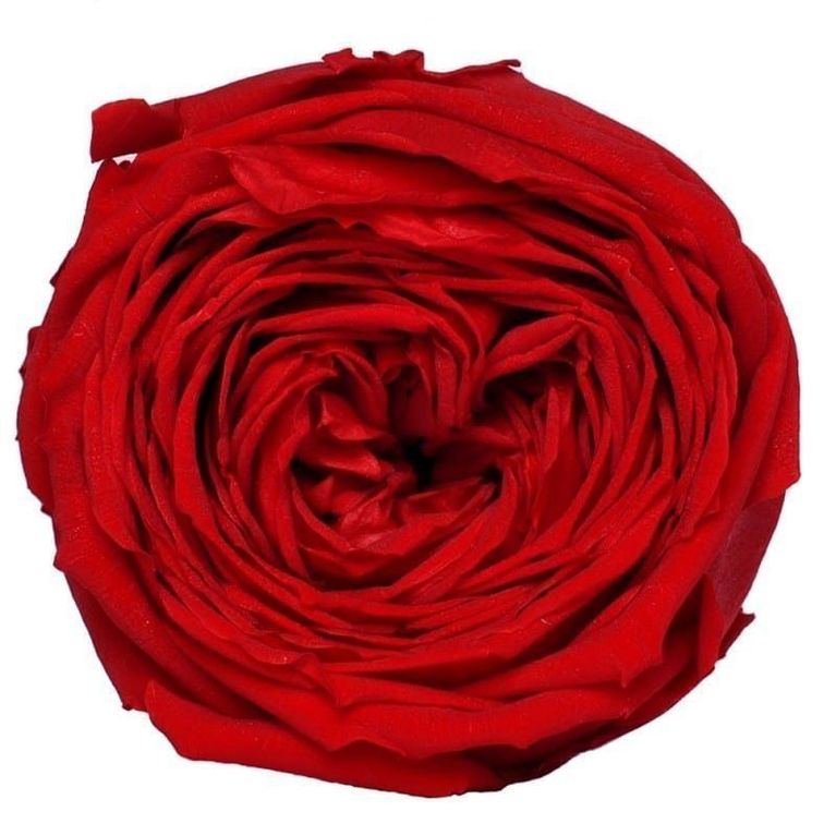 Бутон розы стабилизированный пионовидный красный