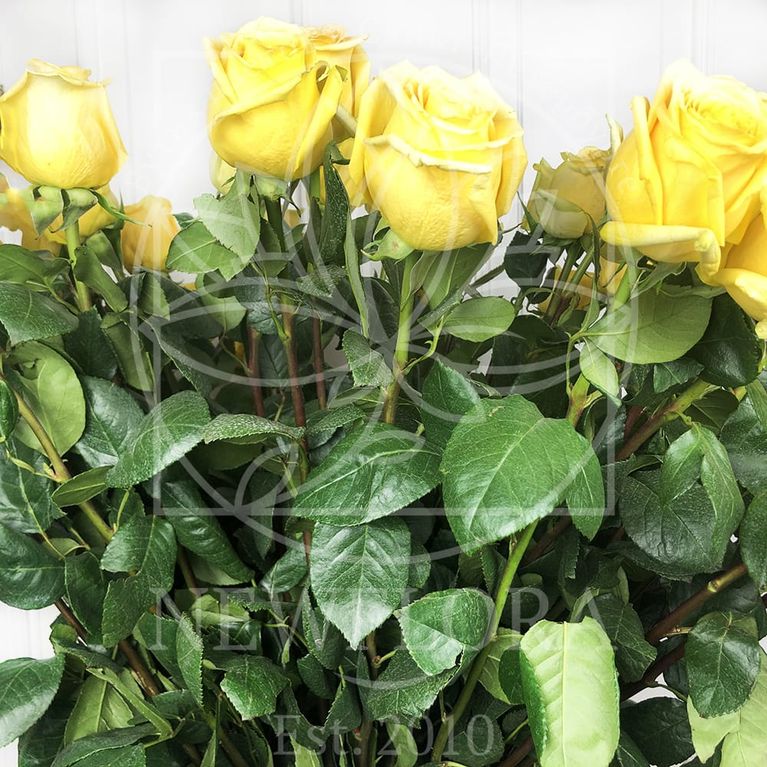 Букет 25 желтых роз высотой 100см