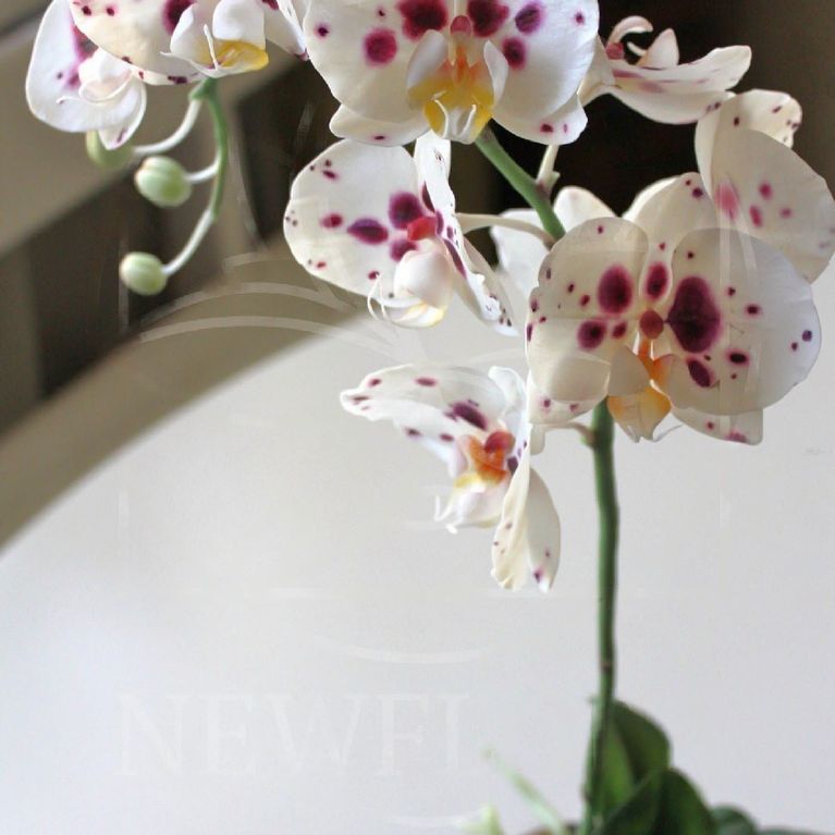 Орхидея керамическая из полимерной глины (колокольчик)