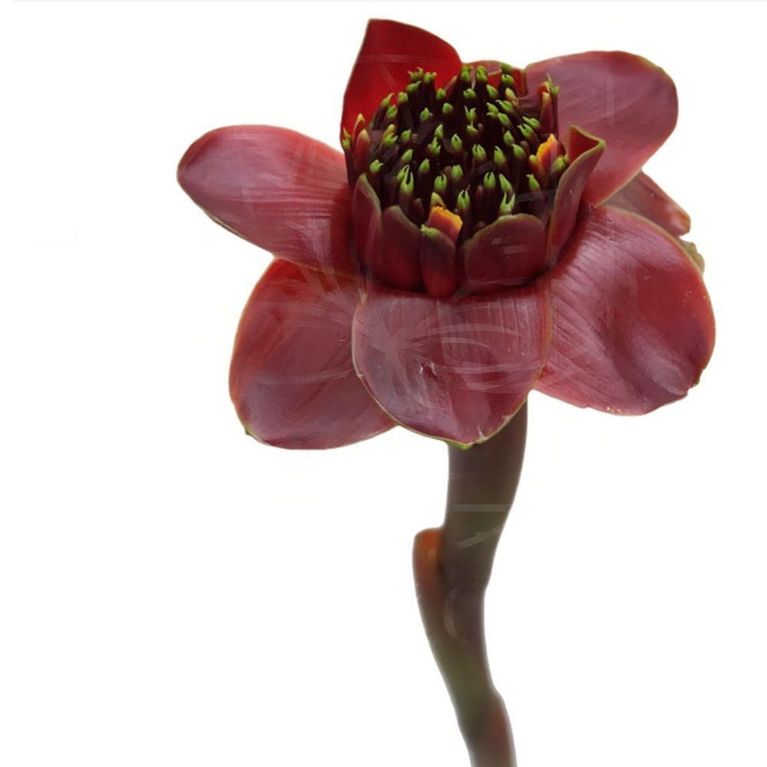 Тюльпан тропический «Этлингера» (черный тюльпан)
