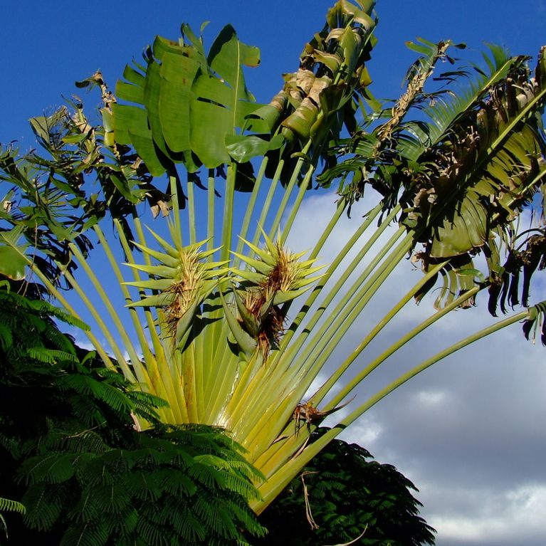 Геликония «Heliconia giant green» 150-170см (огромное тропическое растение)