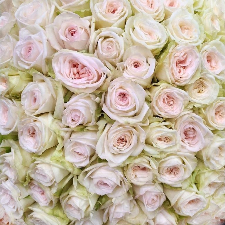 Букет 101 пионовидная ароматная роза Вайт Охара (White Ohara)