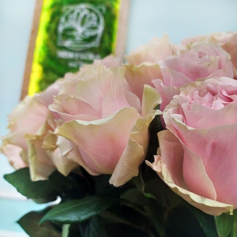 Букет 101 нежно-розовая роза Pink Mondial (Юж. Америка)