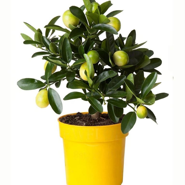 Лимонное дерево в горшке (профилактика коронавируса)