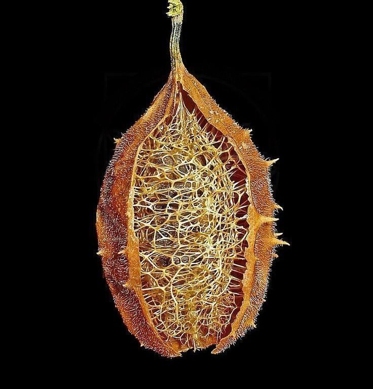 Плод «Luffa operculata» золотой (сухоцвет)