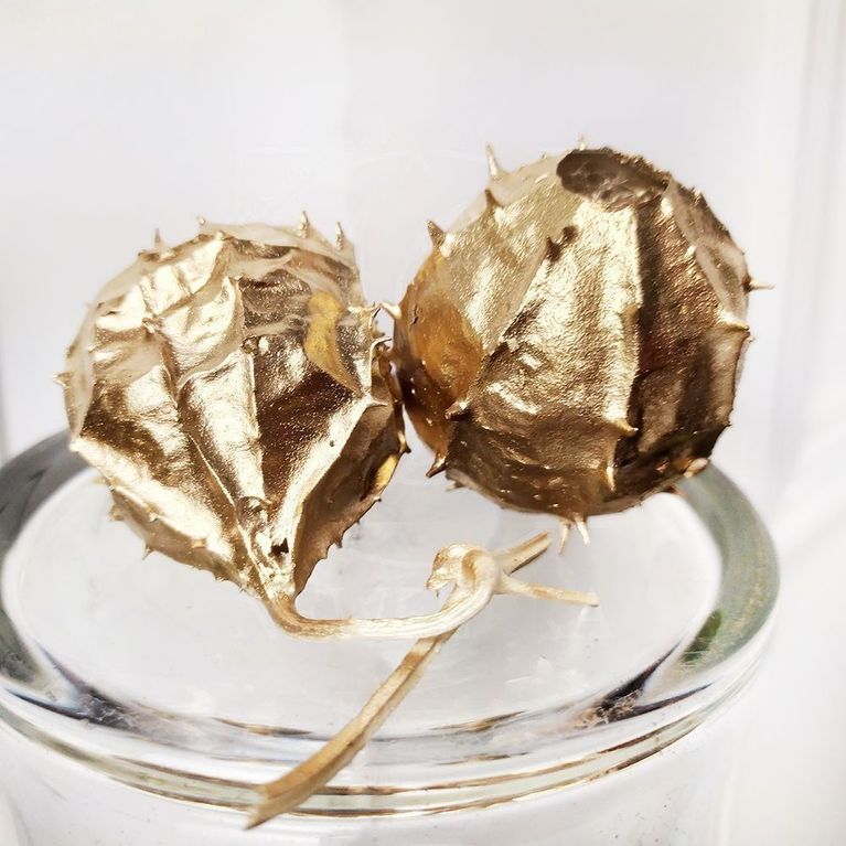 Плод «Luffa operculata» золотой (сухоцвет)