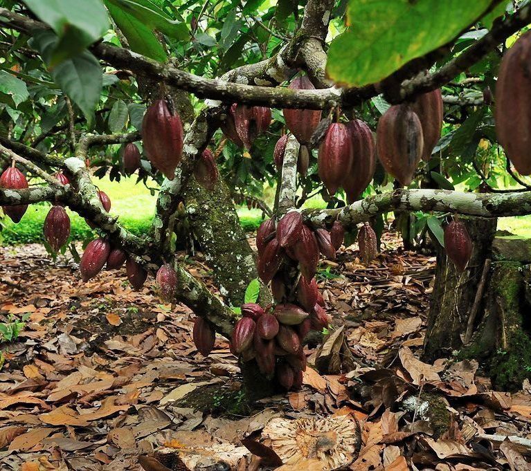 Большой набор какао-бобов «cacao mocha» (тропический сухоцвет)