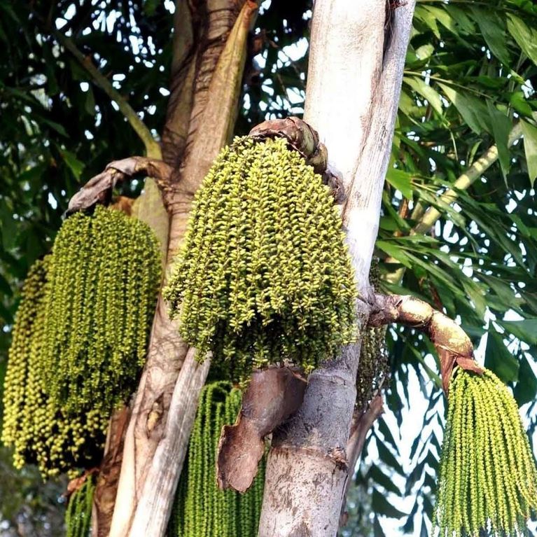 Кариота винная пальма «caryota urens» золотая (сухоцвет)