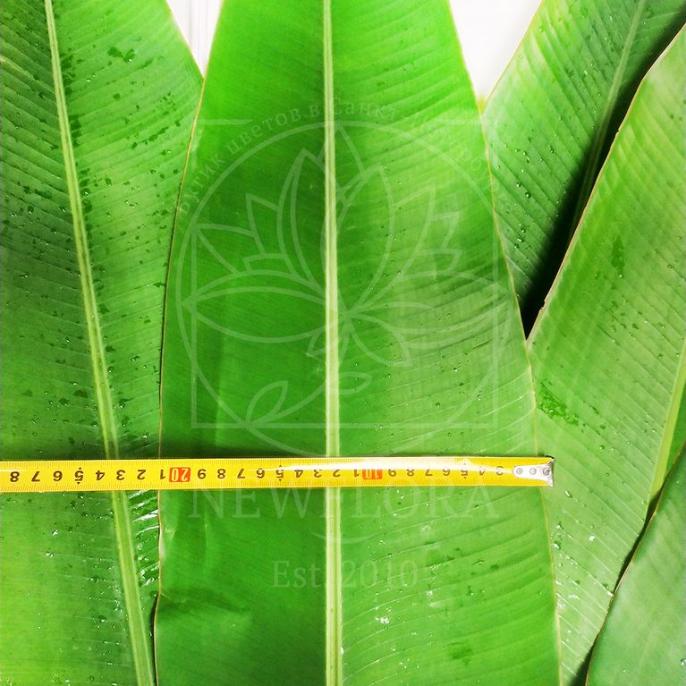 Листья бананового дерева (80-100см)