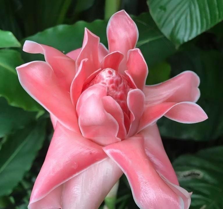 Этлингера розовая «torch ginger» (тюльпан тропический) (поштучно)