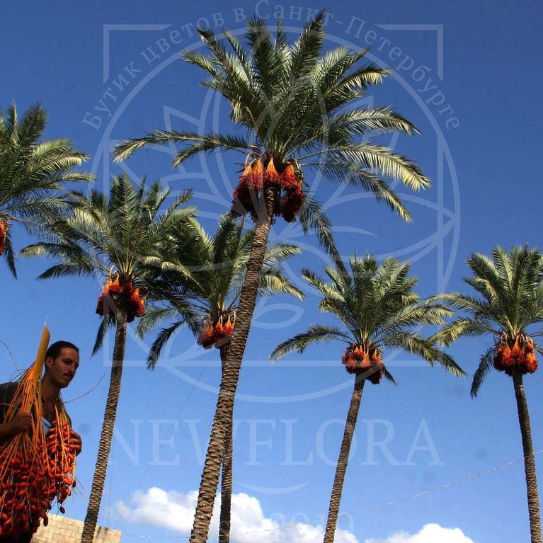 Как называется дерево, похожее на пальму