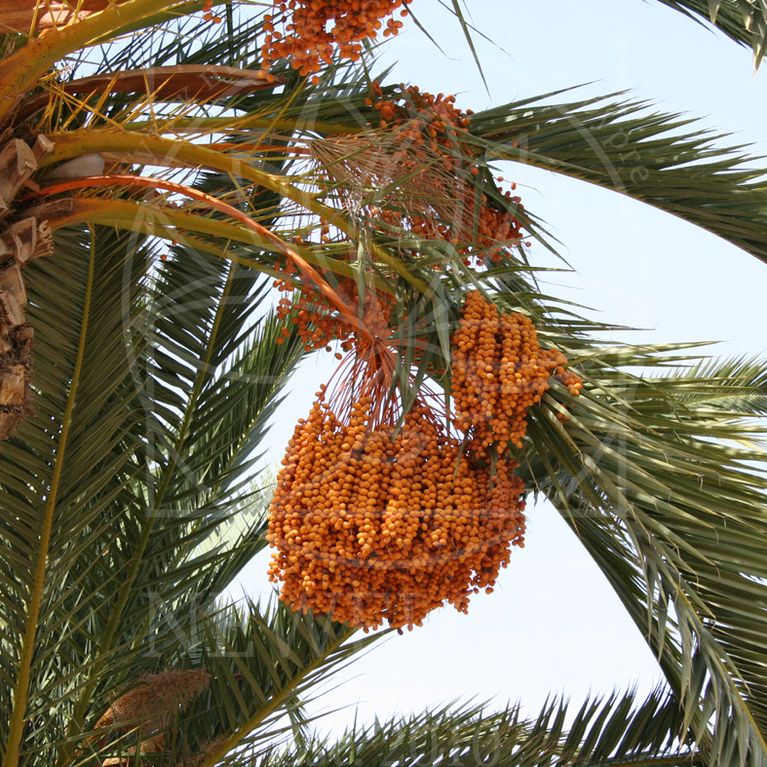 Комнатная финиковая пальма. Уход и выращивание. Фото — Ботаничка