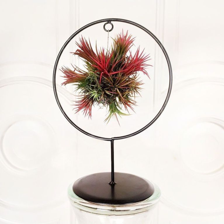 Тилландсия подвесная с красным цветком (20×27см)