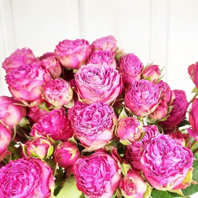 Роза кустовая пионовидная розовая с крупным бутоном (поштучно)