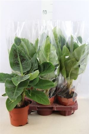 Банановое дерево «musa tropicana» (высота 45см)