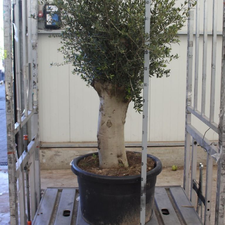 Оливковое дерево «европейское» (высота 190см)