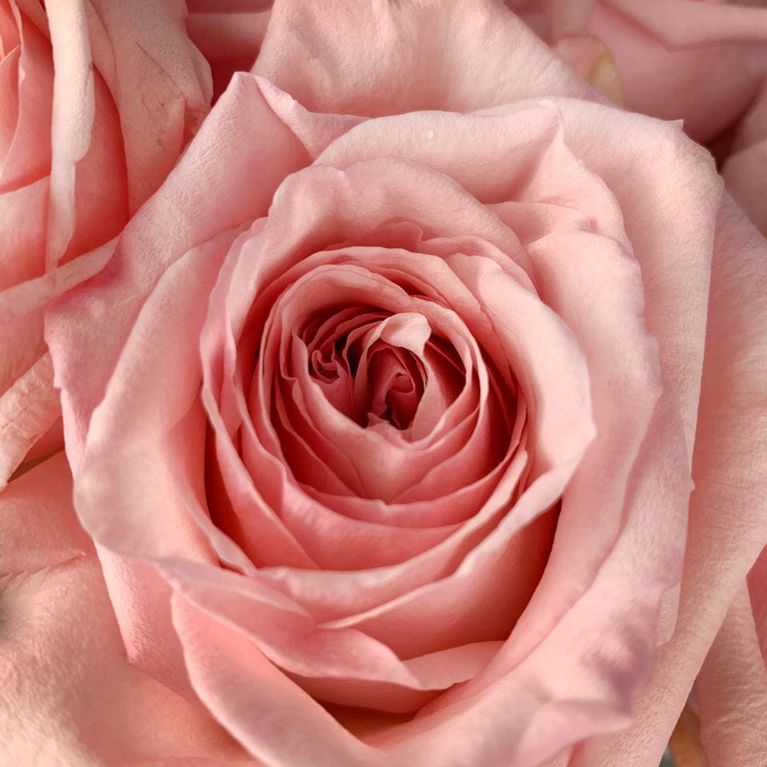 Букет 25 розовых роз 60см