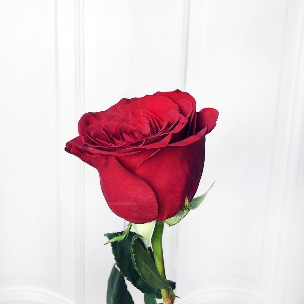 Роза красная 110см (поштучно)