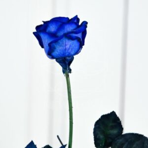 Роза синяя (мелкий бутон) (поштучно)