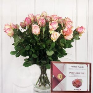 Букет 25 розовых роз Fiesta (Premium)