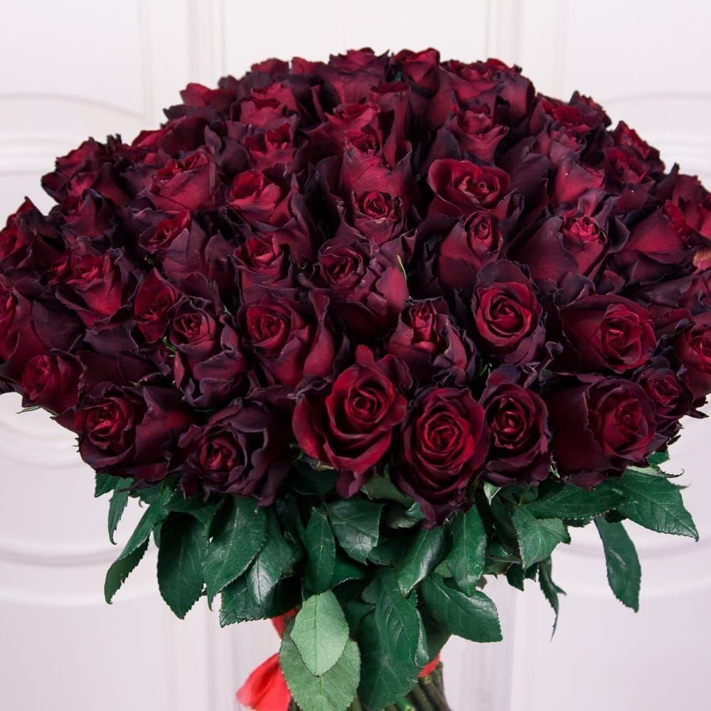 Цветы 99 роз. Бордовые матовые розы букет 101. Темно красный букет цветов премиум. 99 Роз.