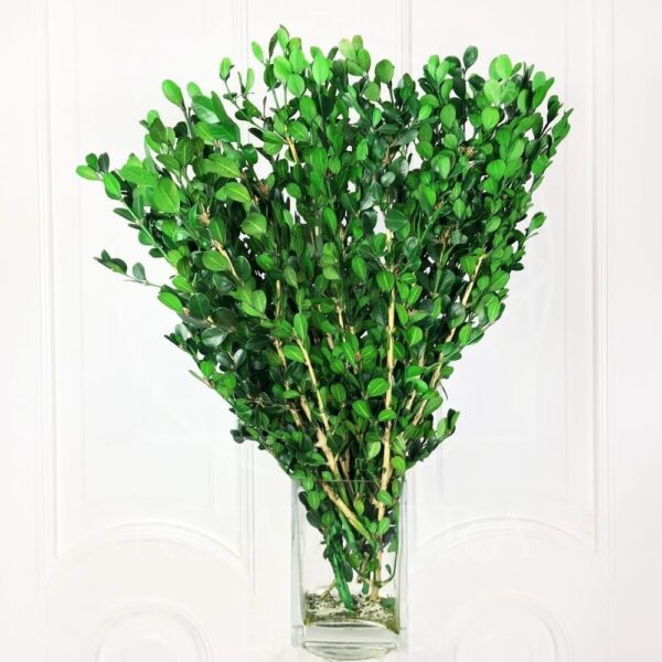 Стабилизированная зелень | Купить недорого с доставкой по СПб - Newflora