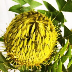 Экзотический цветок Банксия желтая