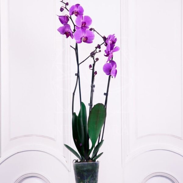купить орхидеи недорого