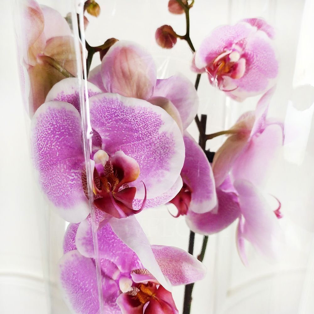 Орхидея фаленопсис розовая (в горшке)