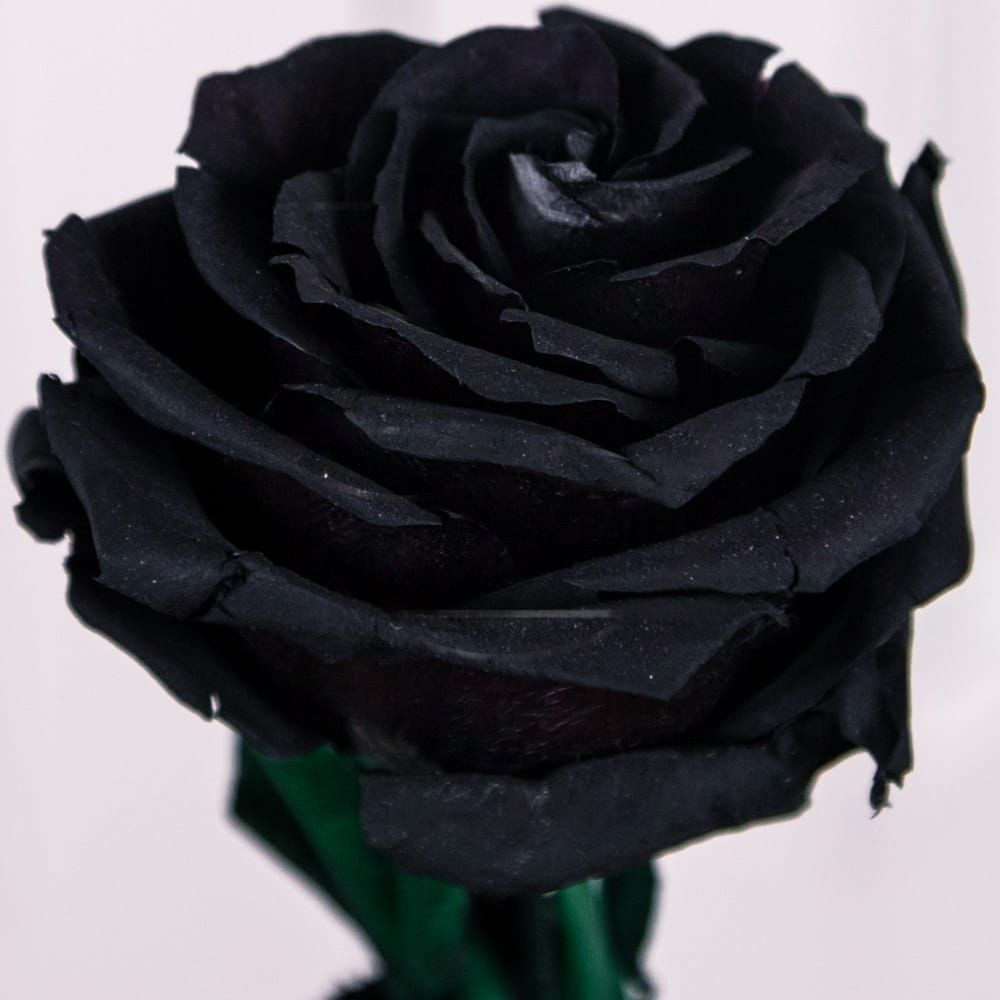 Стабилизированная черная роза купить с доставкой в СПб