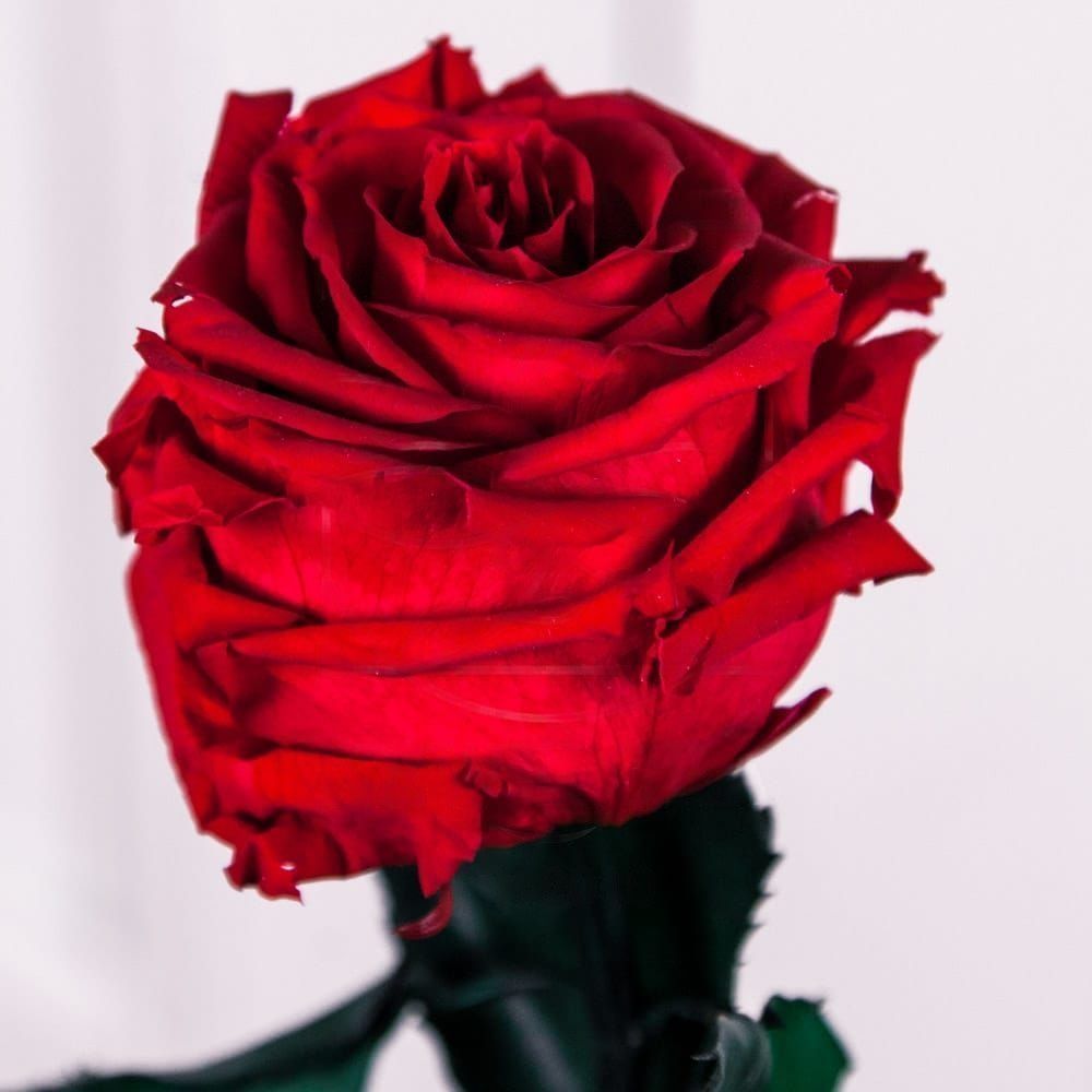 Стабилизированная красная роза