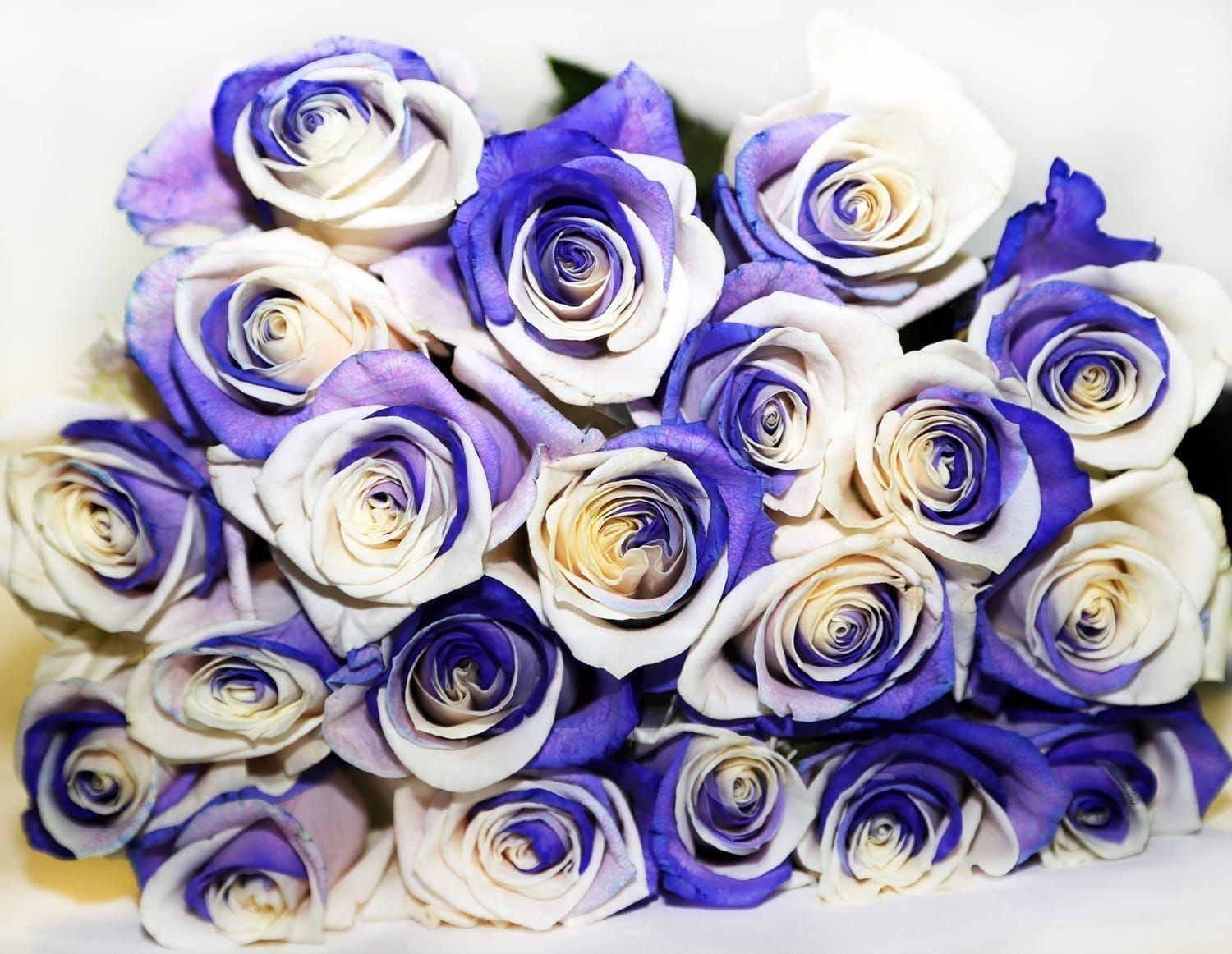 Букет 25 бело-фиолетовых роз (под заказ)