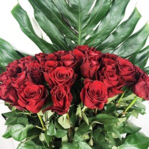 Букет 25 красных роз высотой 100см с гигантской монстерой