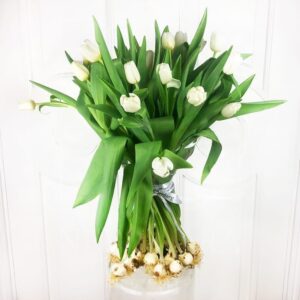 Букет 25 высоких белых тюльпанов с луковицей (от 60см)