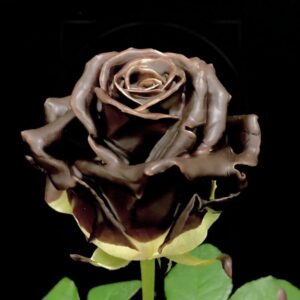 Роза натуральная восковая шоколадная