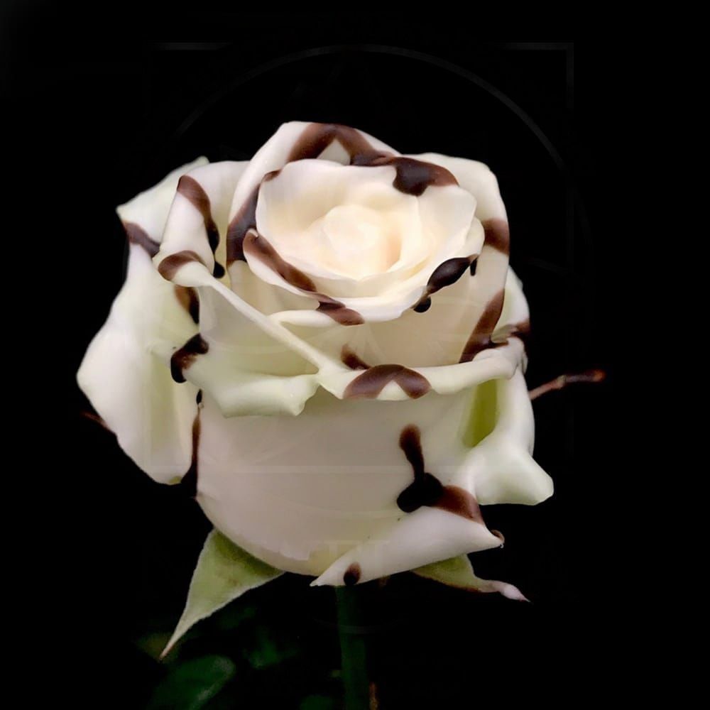 Роза натуральная восковая десерт #9