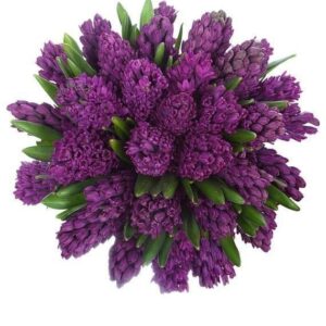 Букет 35 фиолетовых гиацинтов