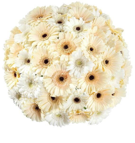 Герберы | Купить с доставкой по СПб: цены на букеты, цветы