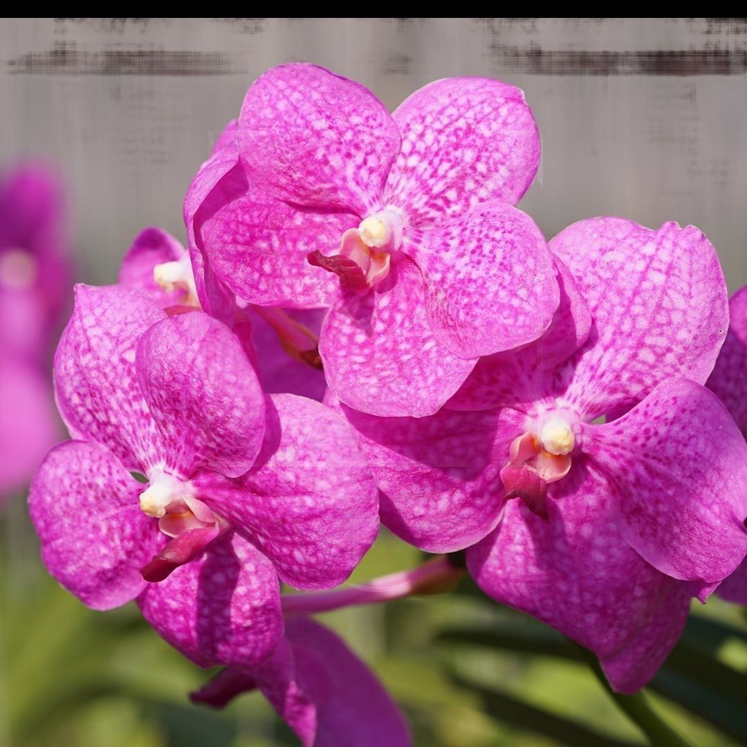 Орхидея ванда розовая (40-50см) (поштучно)