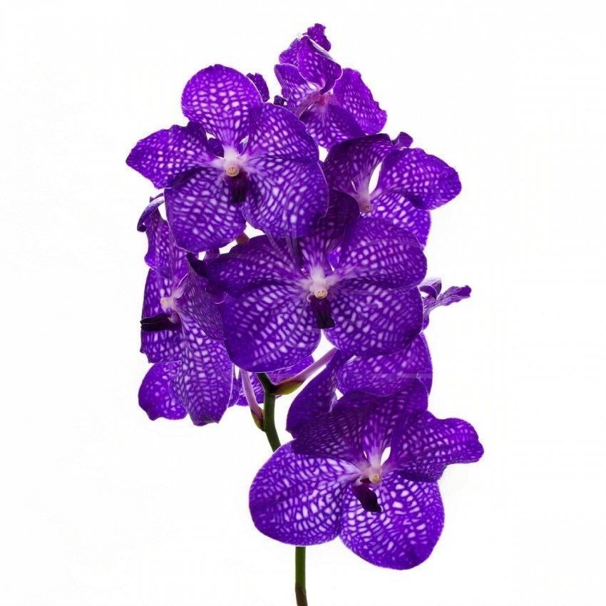 Орхидея ванда синяя (40-50см)