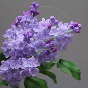 Фарфоровая сирень из полимерной глины (керамика, цвет на выбор)